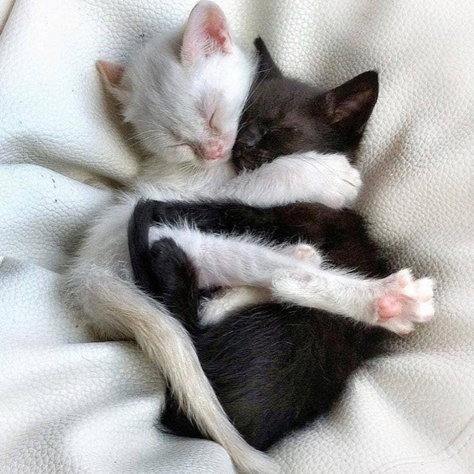 Кошечки спят в обнимку