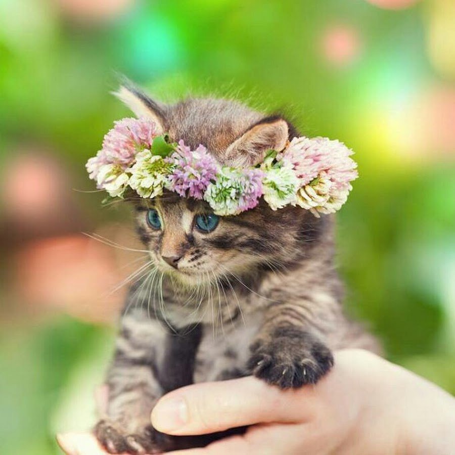 Котенок венок