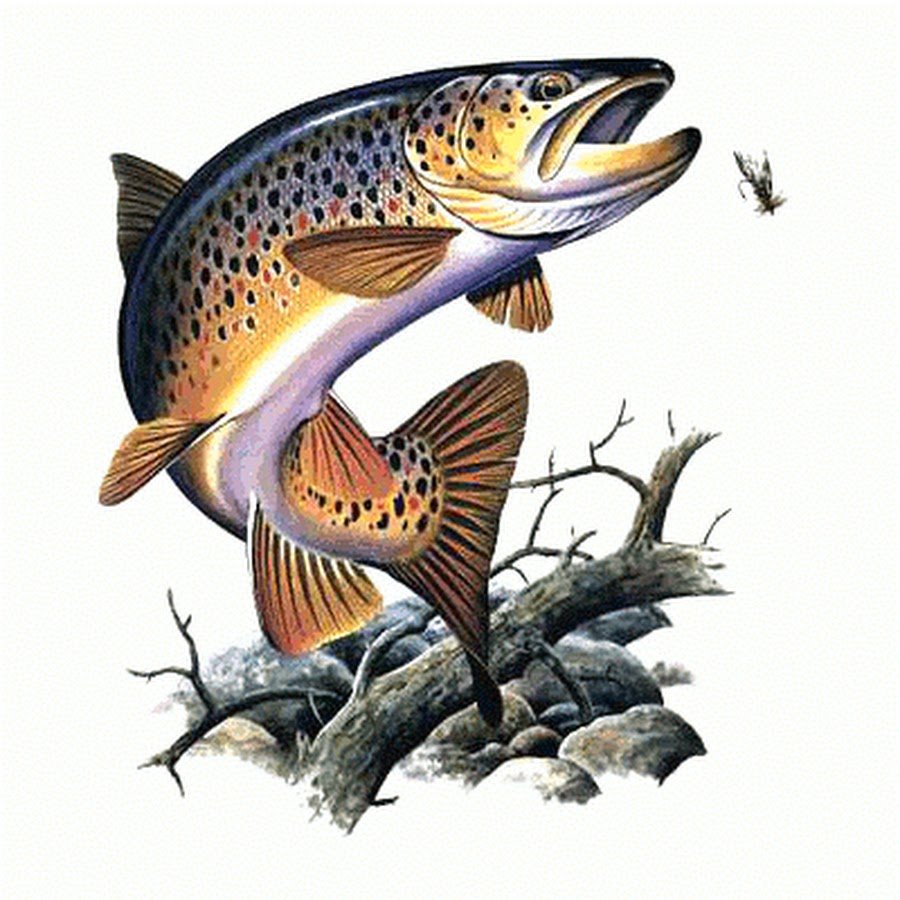 Таймень рисунок