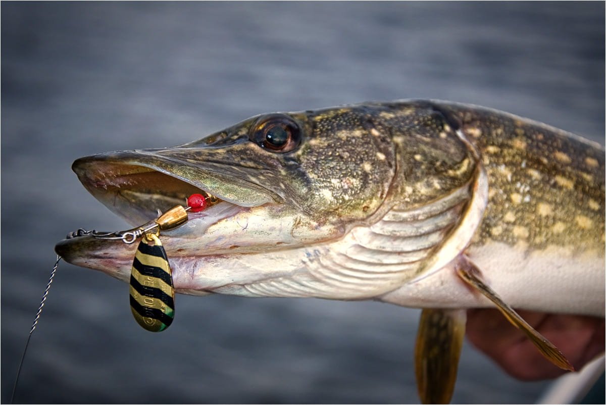 Щука на блесну
