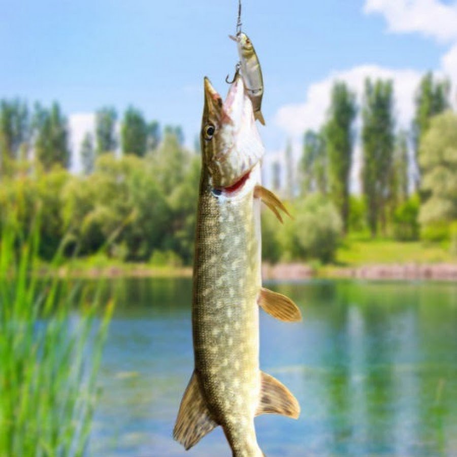 Щука на крючке фото