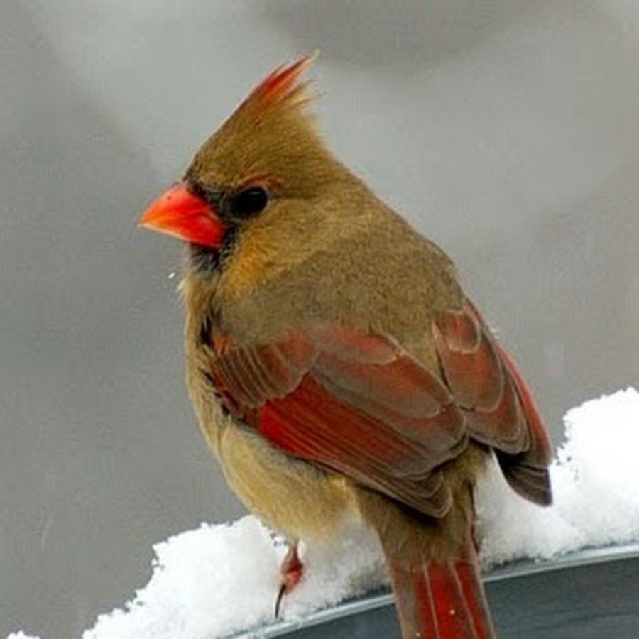 Птица с красным клювом и хохолком