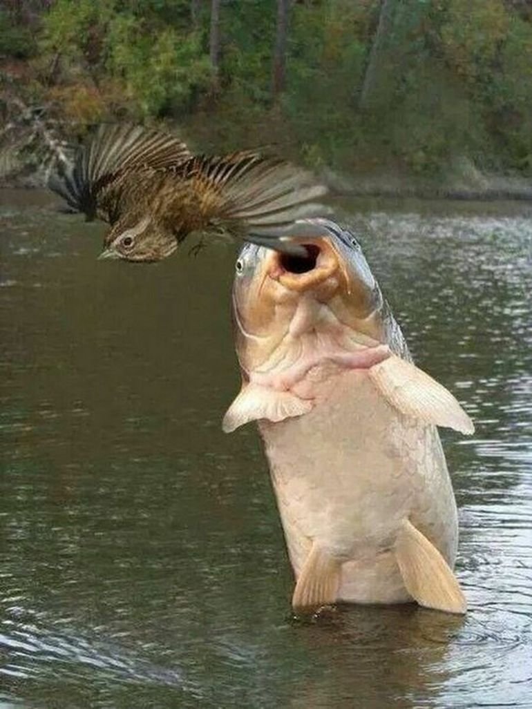 Смешные рыбы