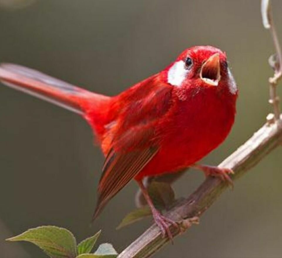 Танагровый певун