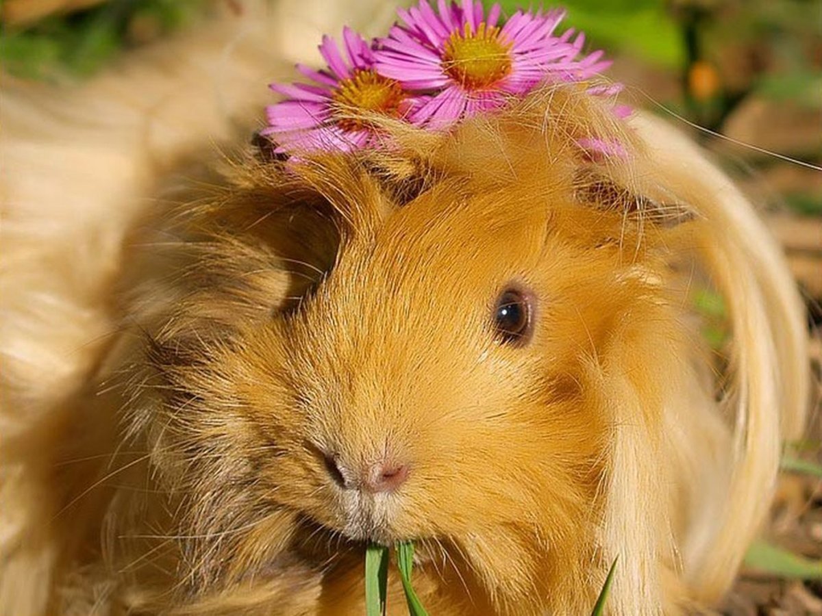 Самые пушистые морские свинки