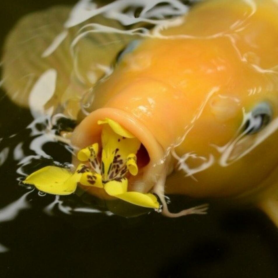 Рыбы питающиеся водорослями