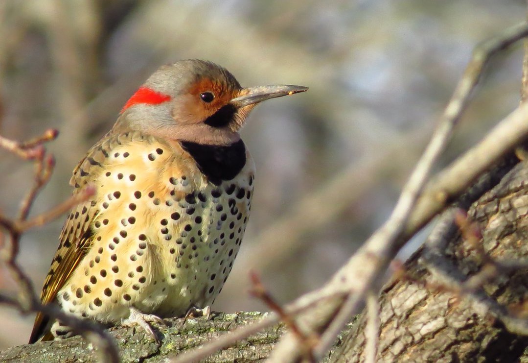 Золотой шилоклювый дятел