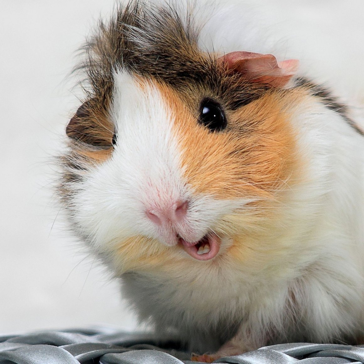 Морские свинки