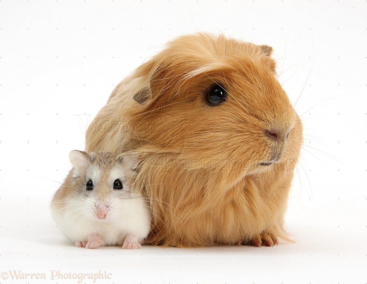 Морская Свинка и хомяк