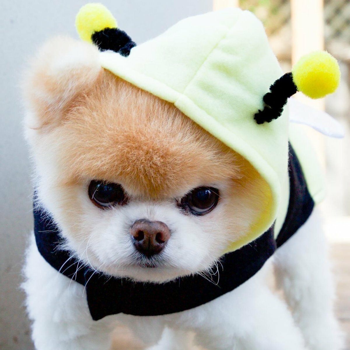 Шпиц Шунсуке белый