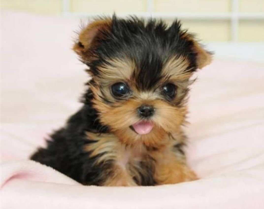 Ёртершицкий терьер