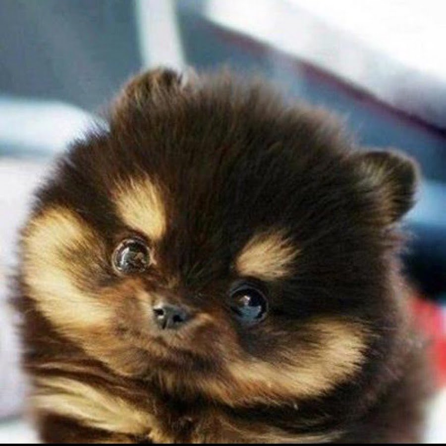 Померанский шпиц окрас Панда