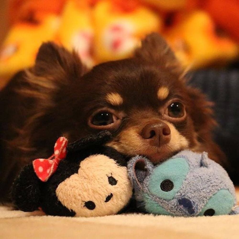 Тибетский чихуахуа