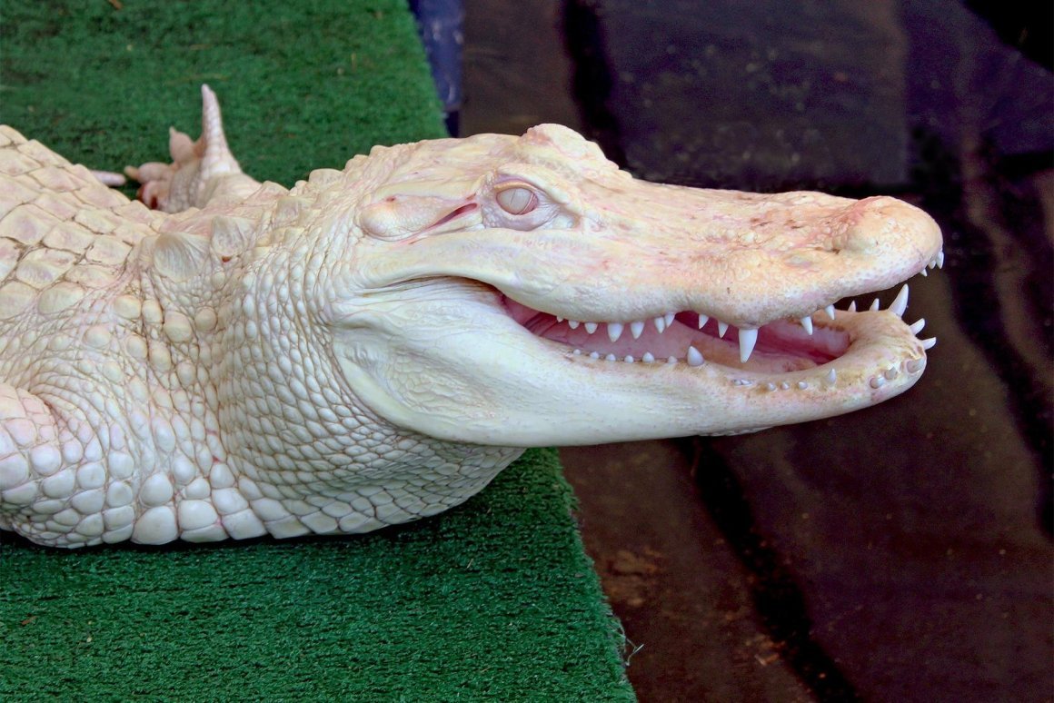 Альбино Аллигатор (Albino Alligator) 1996
