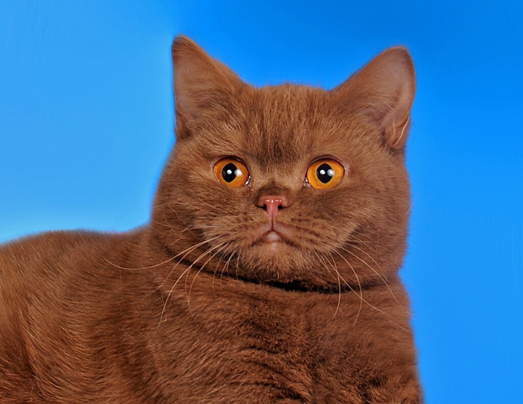 Картезианская кошка британец