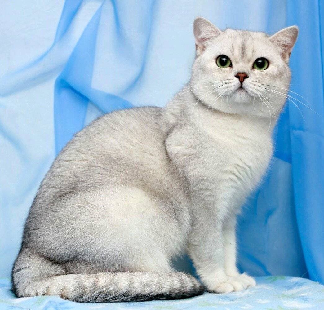 Окрасы британских короткошерстных кошек название