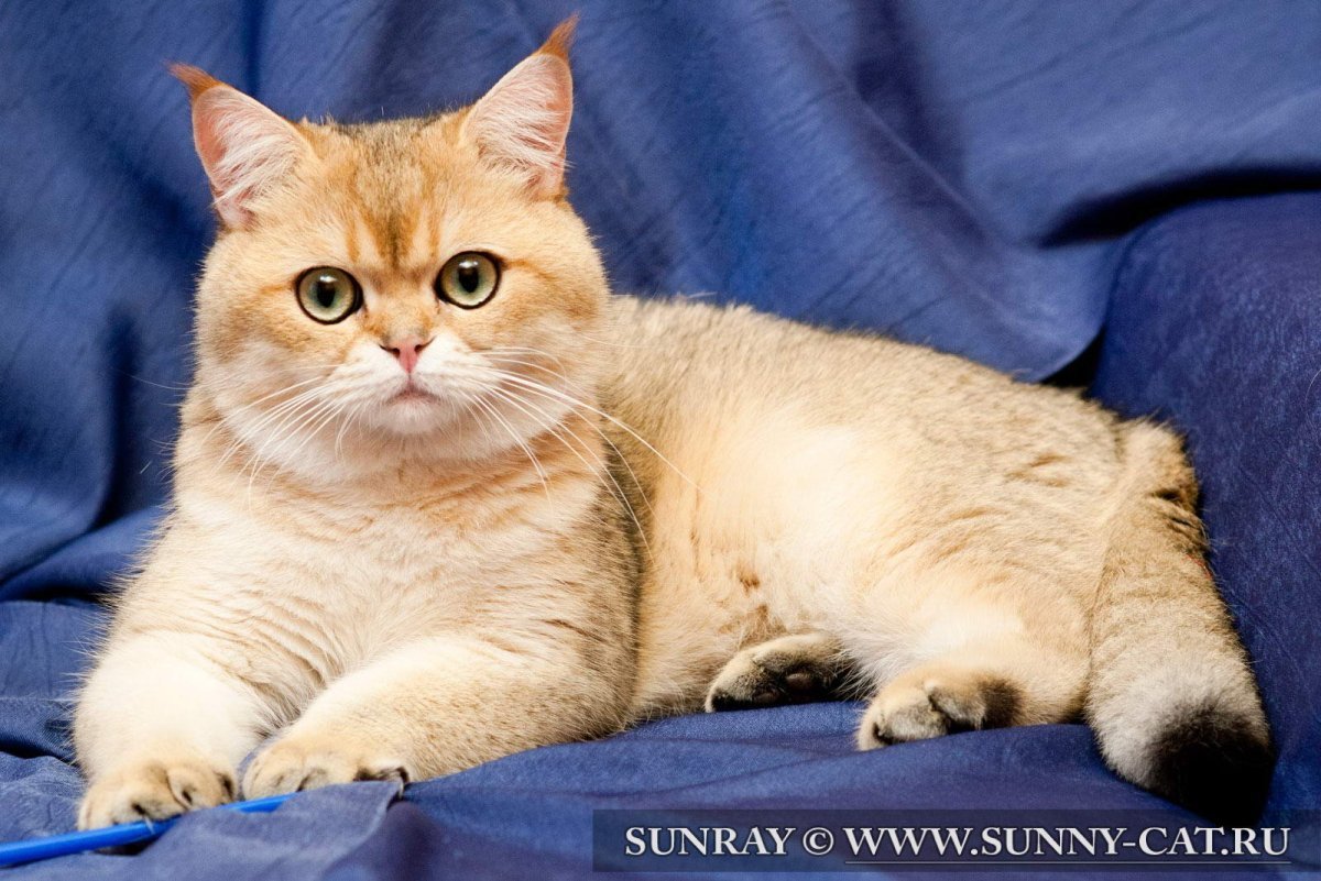 Британский кот Блю поинт
