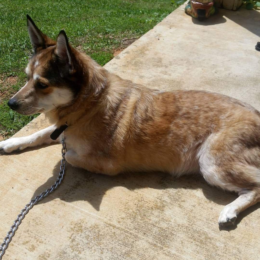 Австралийский Хилер рыжий окрас