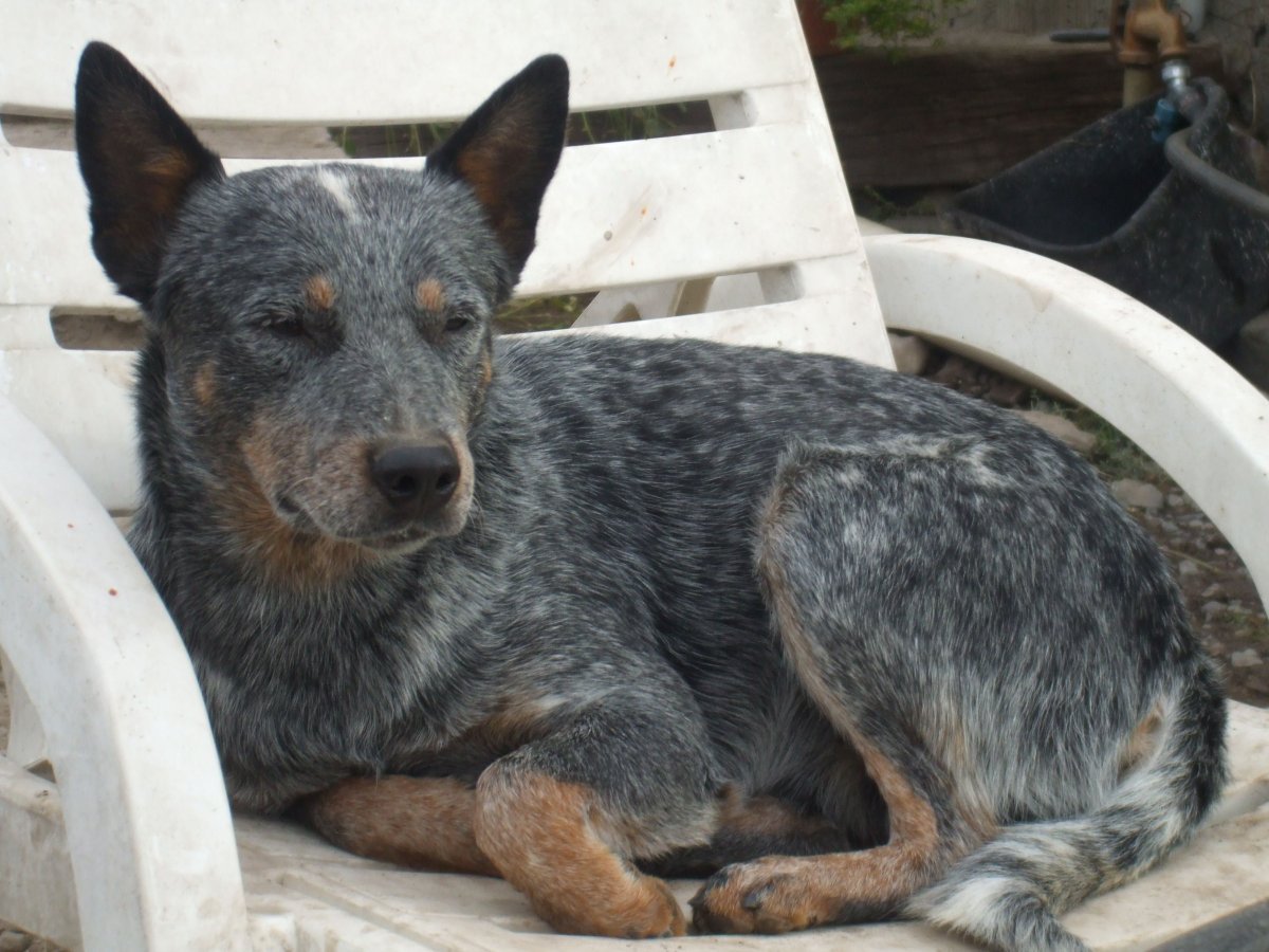 Куцехвостый хмонг Котопес