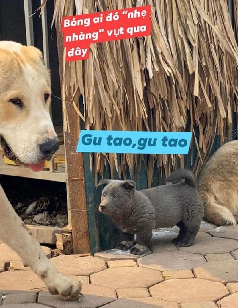 Австралийский кеттл дог австралийский Хилер