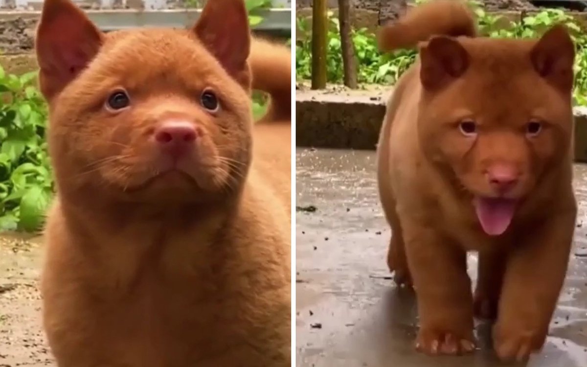 Порода куцехвостый хмонг