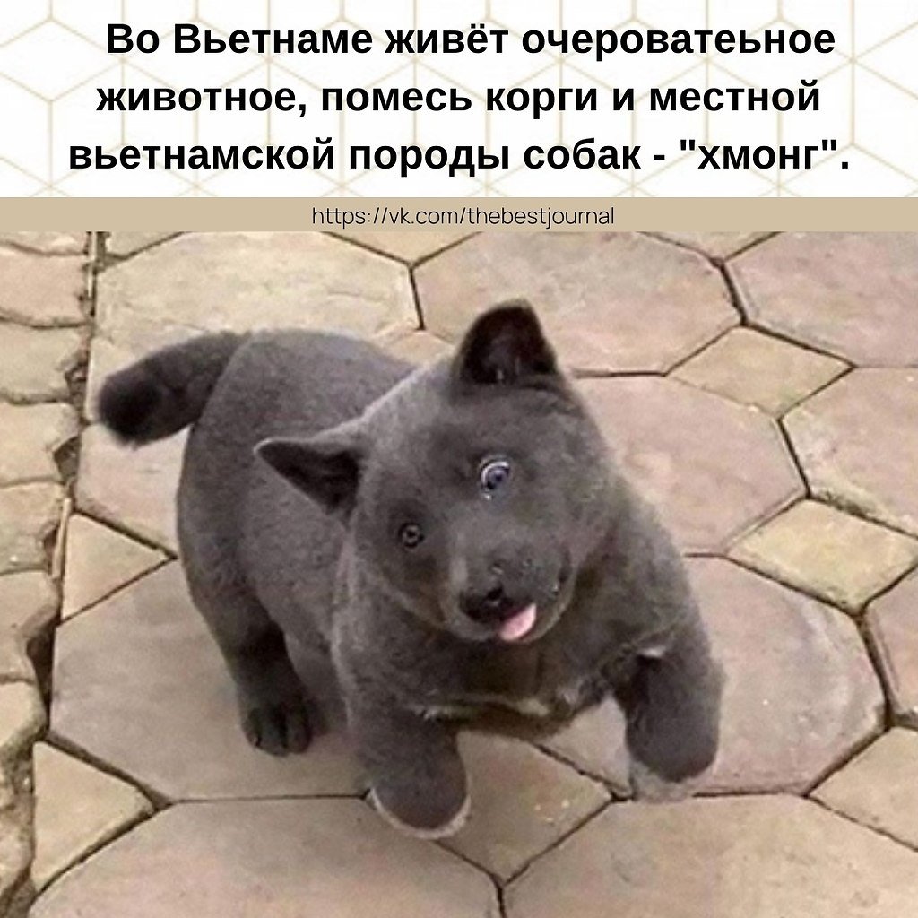 Голубой Хилер
