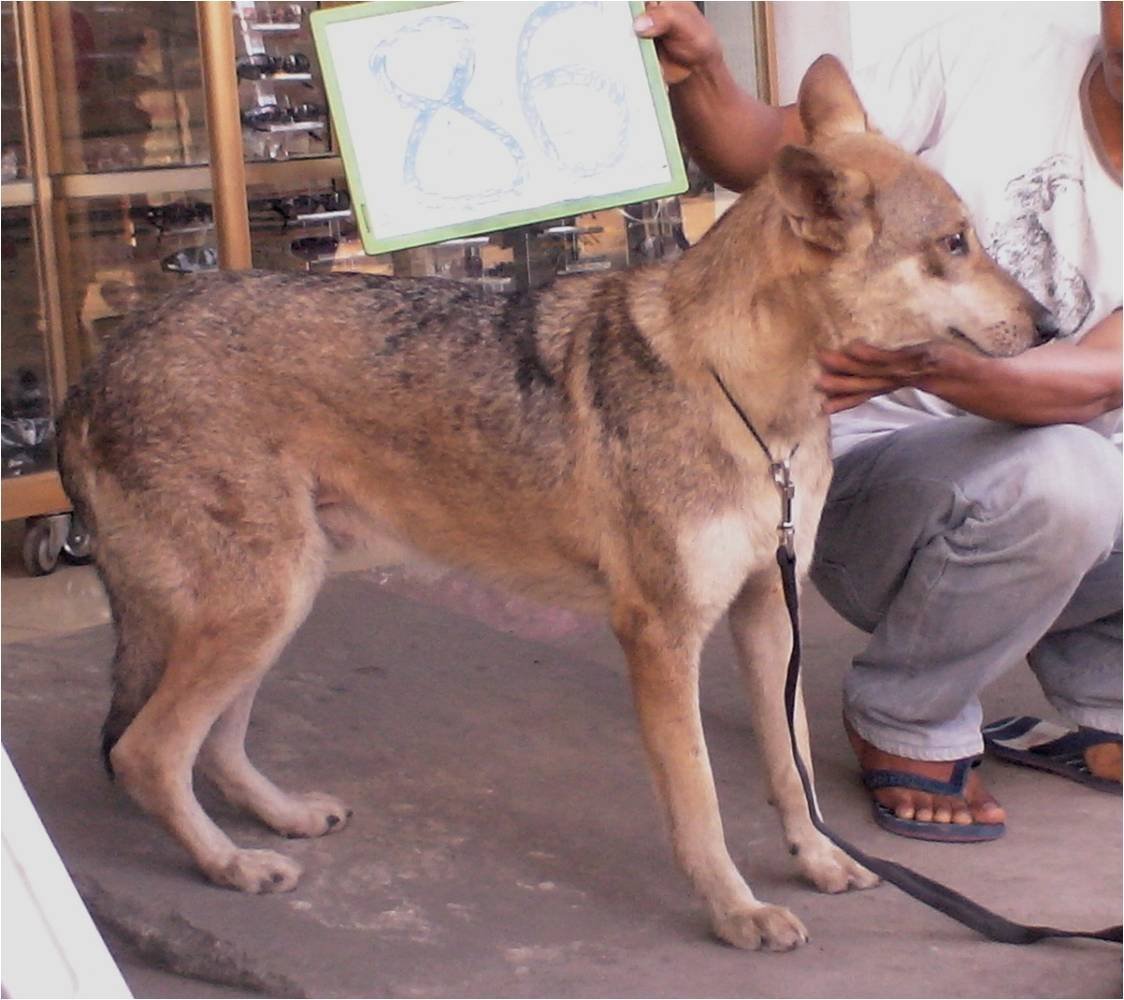Австралийская куцехвостая пастушья собака