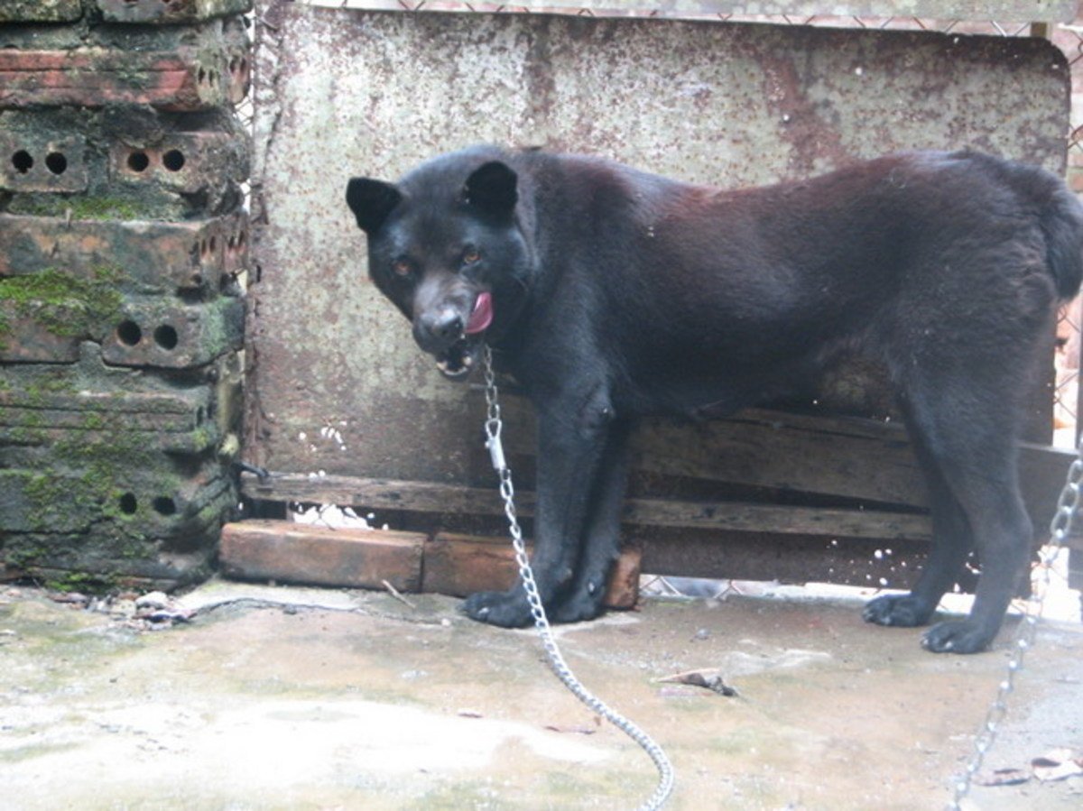 Порода хмонг