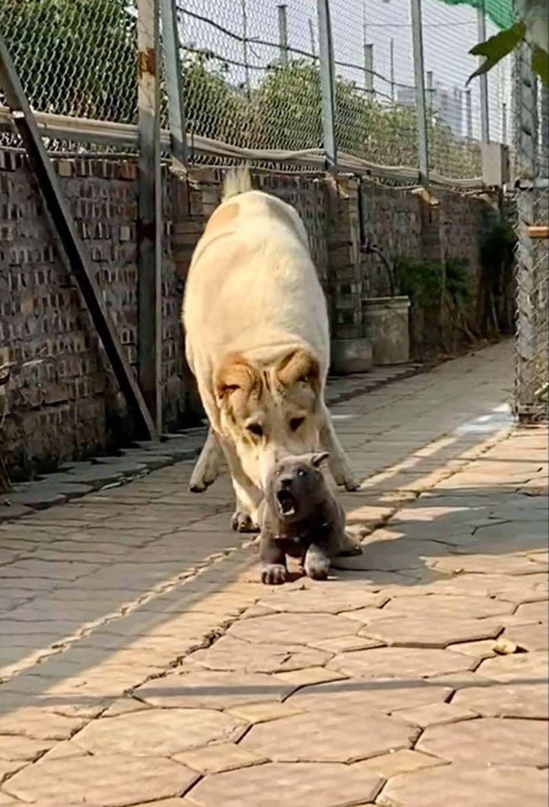 Вьетнамская куцехвостая собака