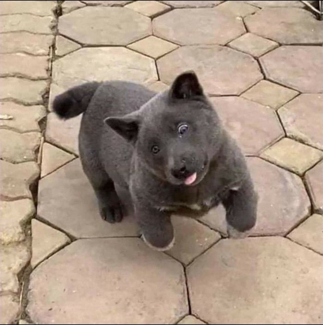 Котопес породы хмонг