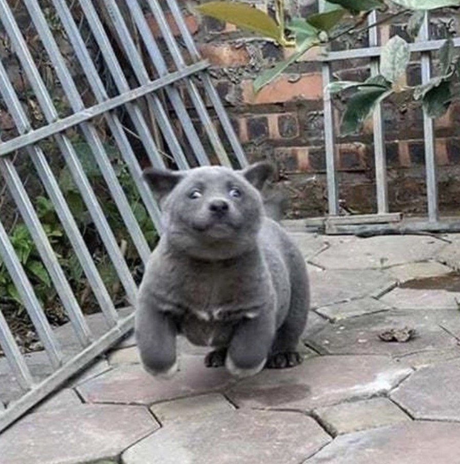 Куцехвостый хмонг