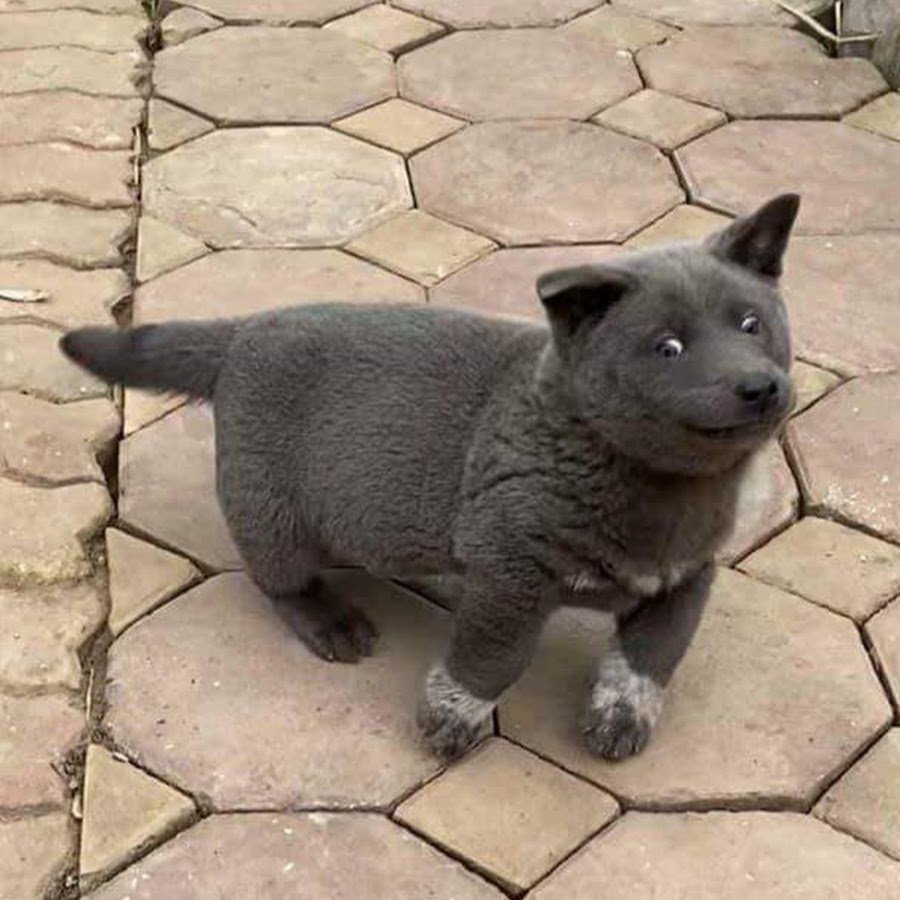 Котопес вьетнамский хмонг