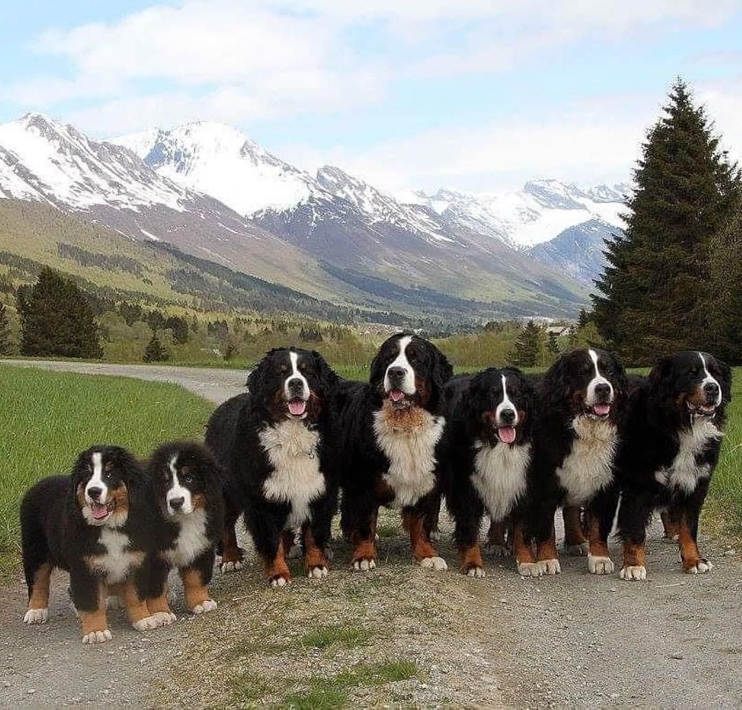 Голубой Хилер австралийская пастушья