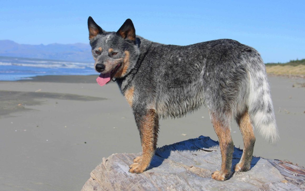 Порода хмонг щенок