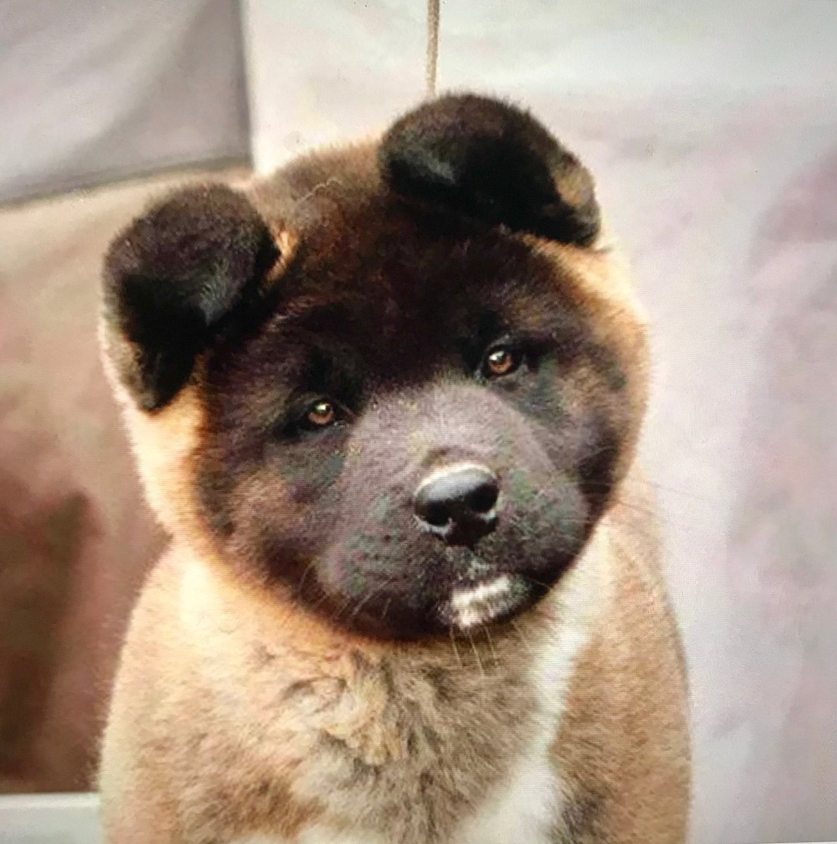 Пиренейская Горная собака щенки