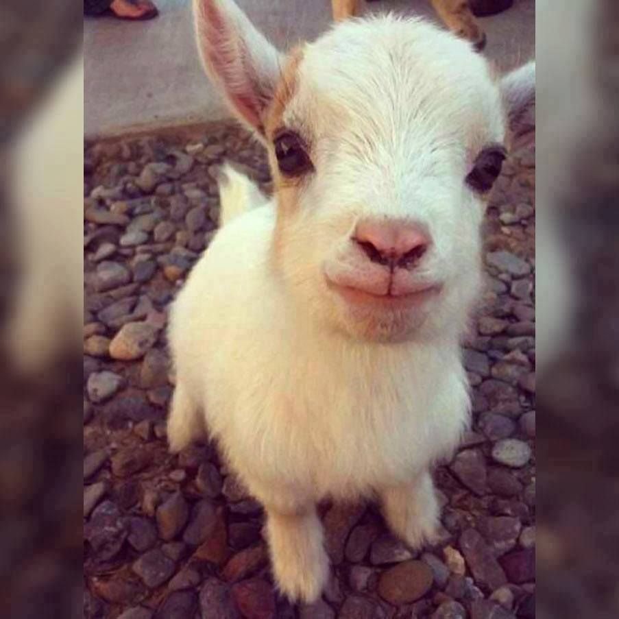 Милый ягнёнок с маленькими рожками