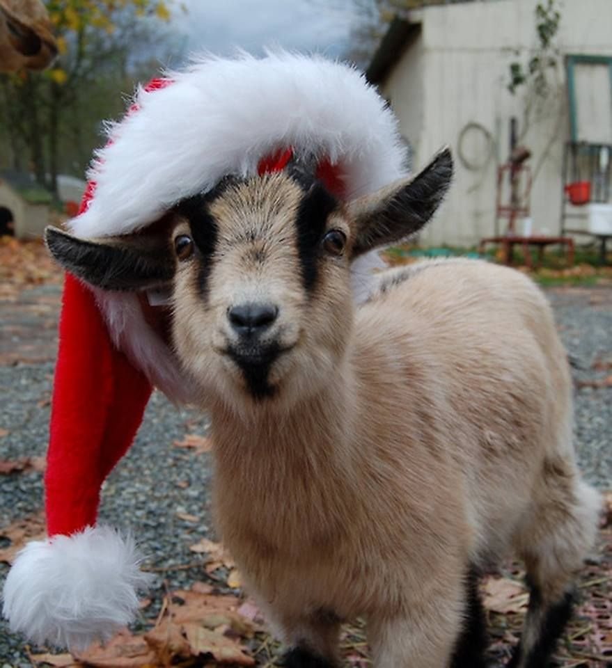 Шапка козлика