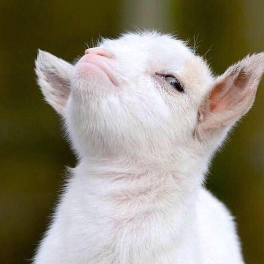 Баран Эстетика