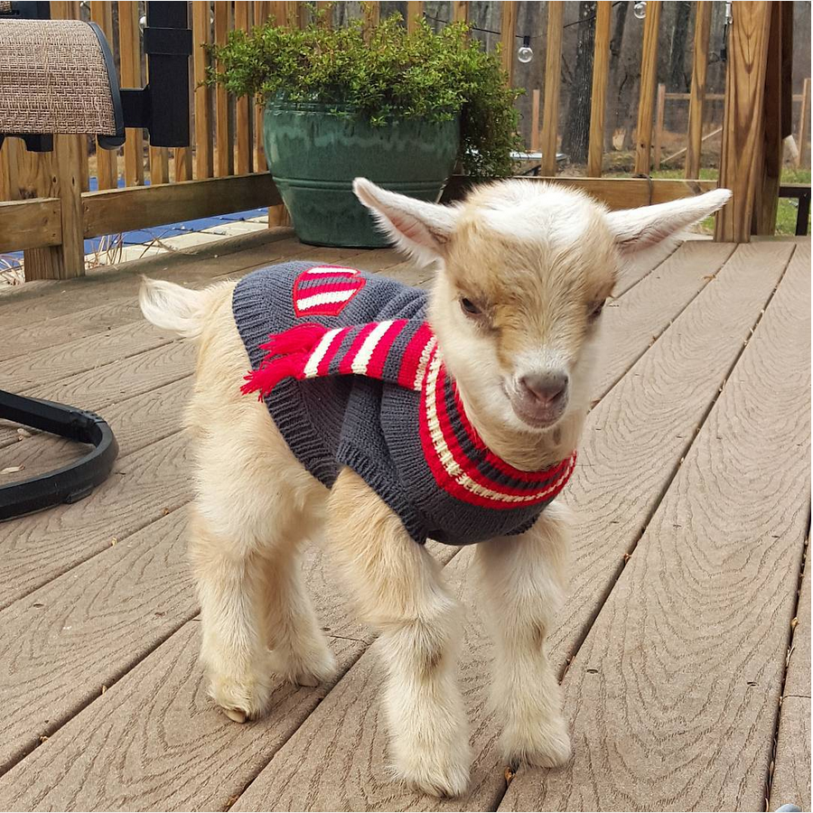 Козлик (мини)