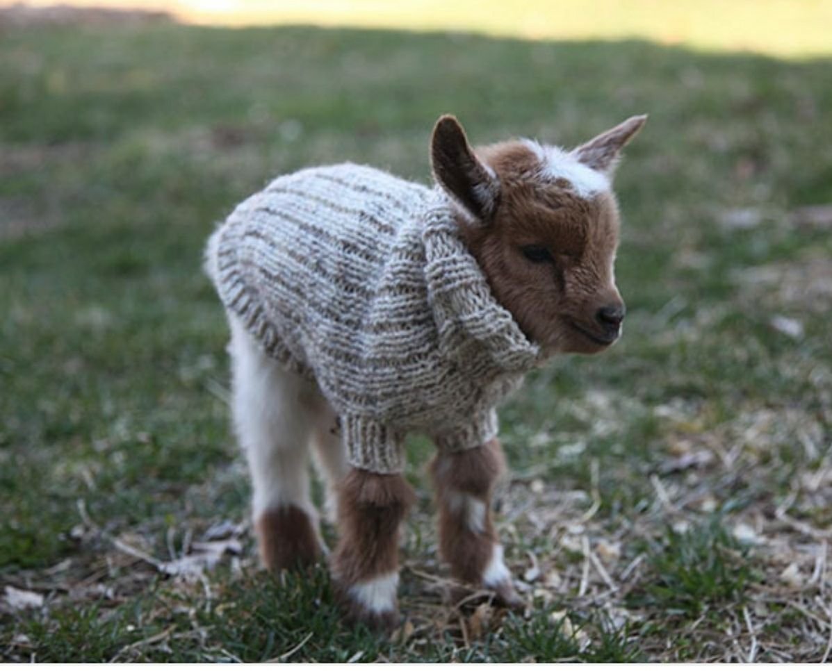 Девушка с козлом