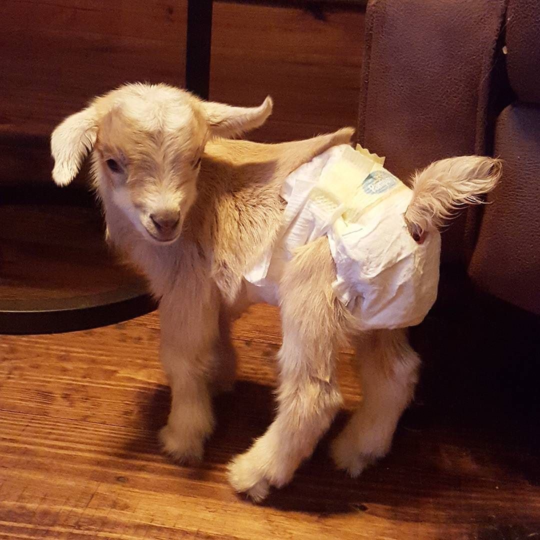 Домашние козлики маленькие