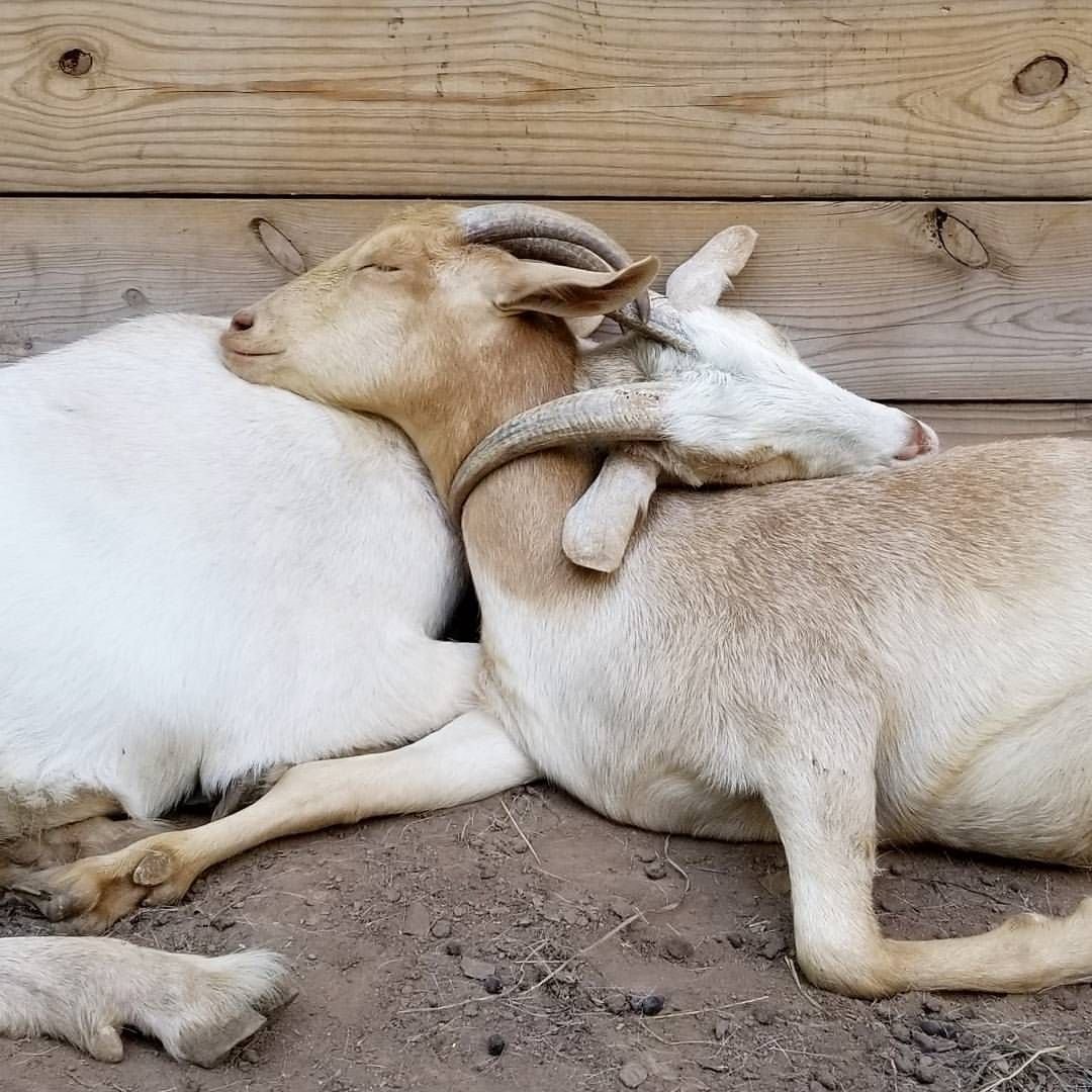 Красивый баран