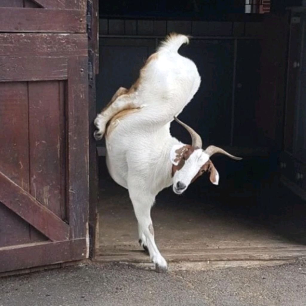 Козочка с короной