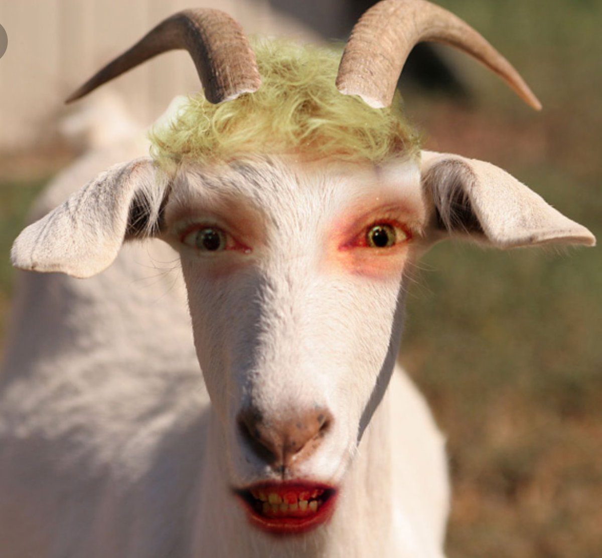 Декоративные козлята в квартире