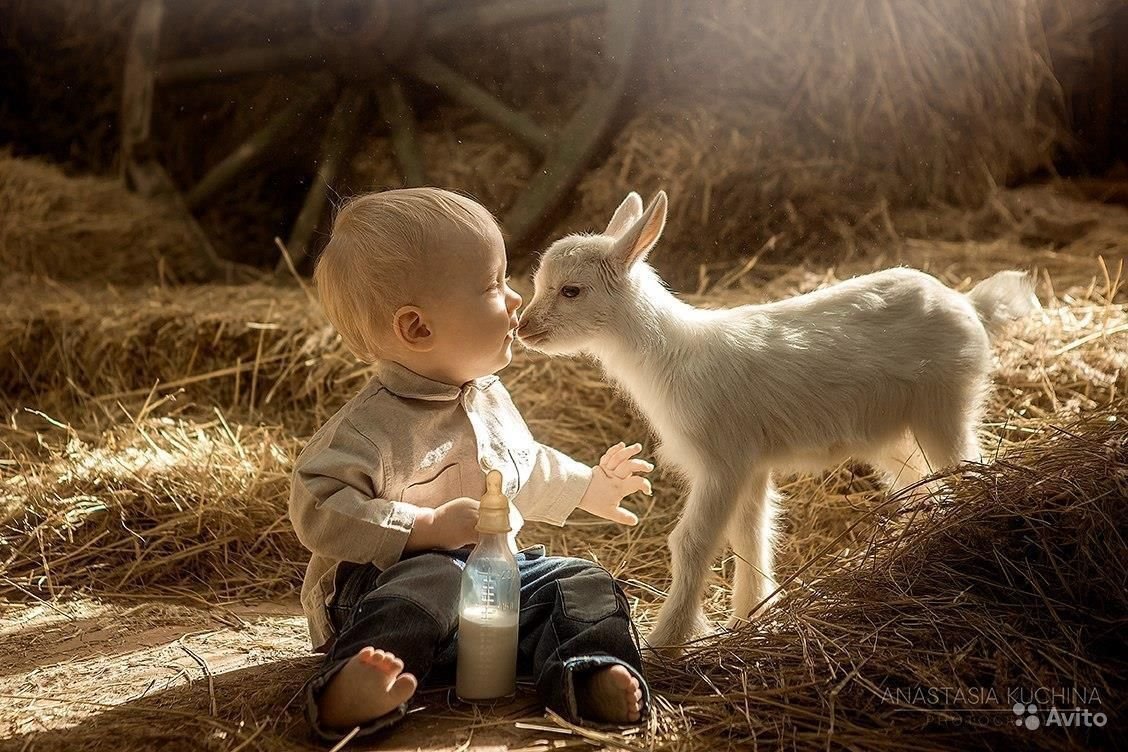 Домашние животные в деревне