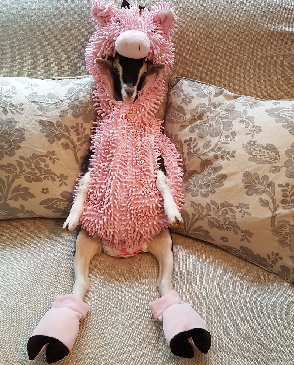 Коза в одежде