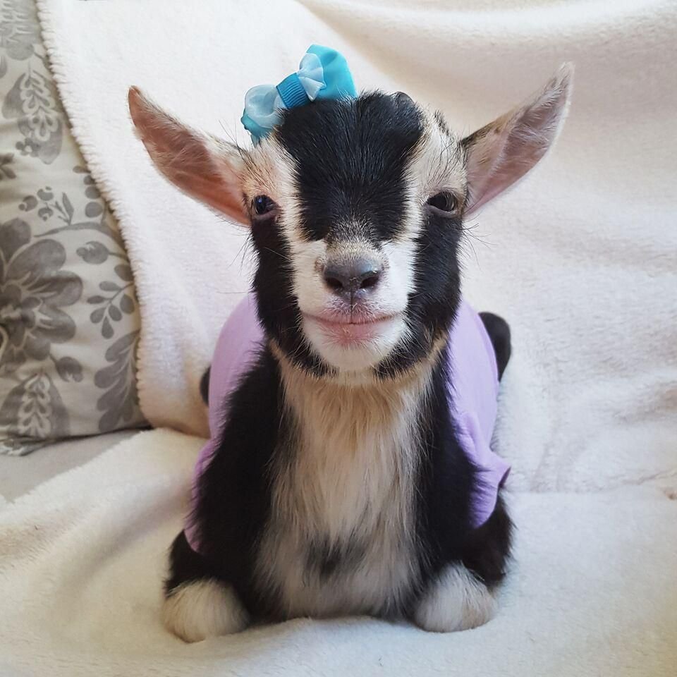 Кличка для козлика