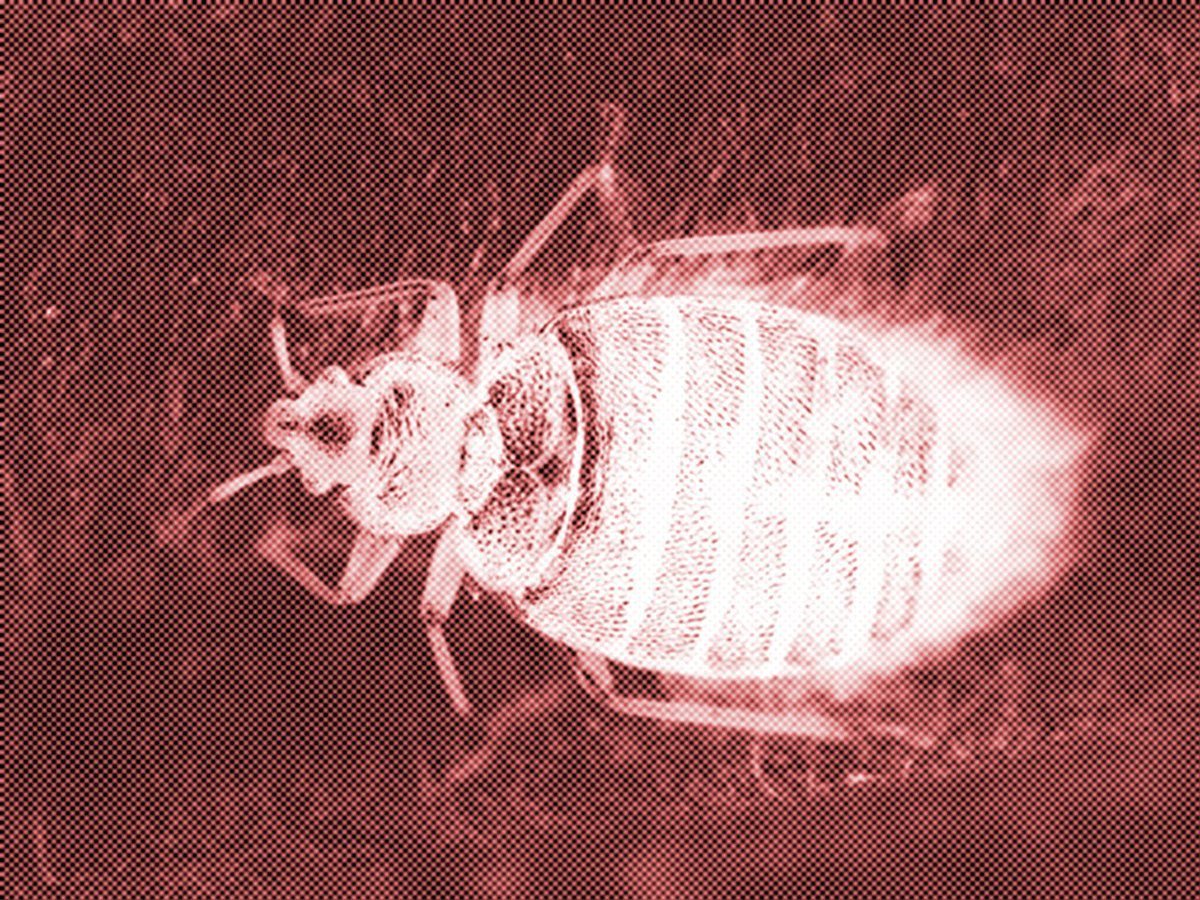 Постельный клоп Cimex lectularius (личинки, нимфы)
