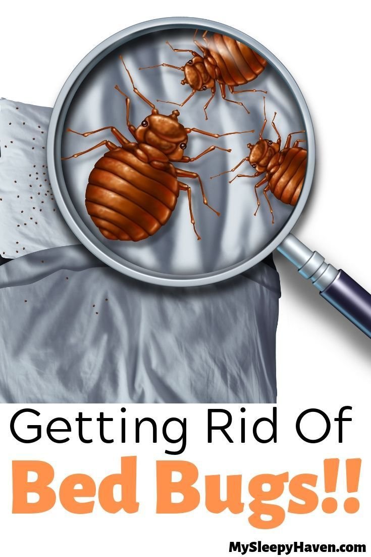 Клещ Dermatophagoides pteronyssinus