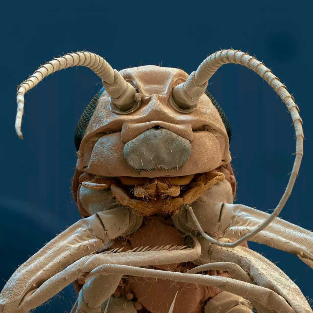 Клопы постельные фото под микроскопом